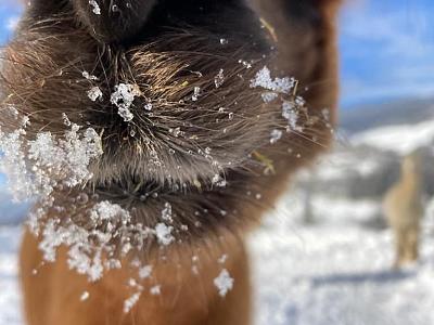 Alpenchalet-Alpakablick