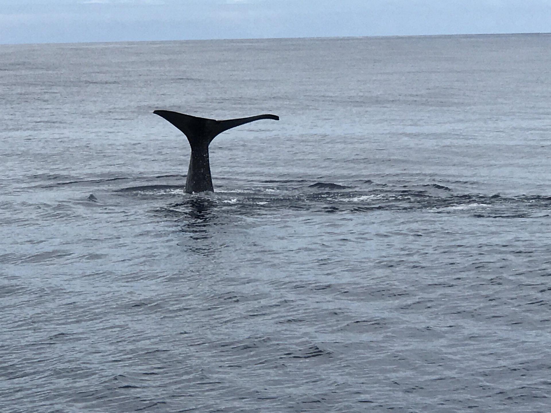 T1 Tilos DZ GOOD WLAN Foto 19