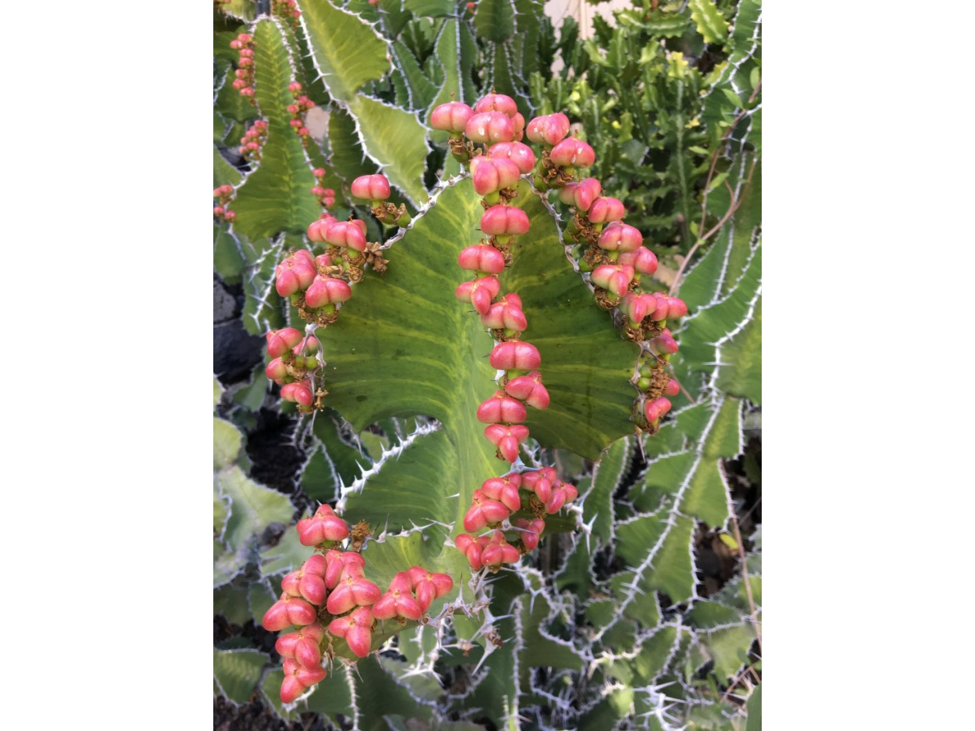 T1 Tilos DZ GOOD WLAN Foto 7