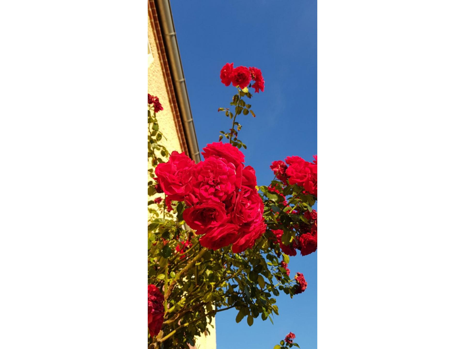 Ferienwohnung Zur Rose Foto 20