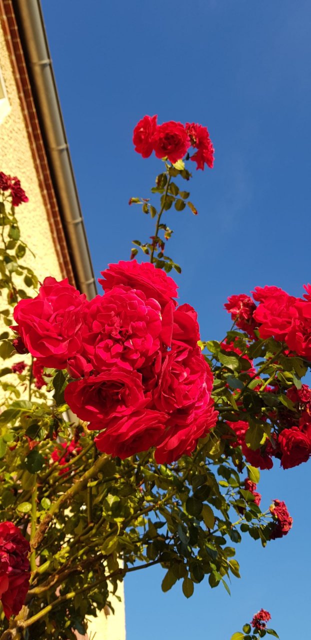Ferienwohnung Zur Rose Foto 20