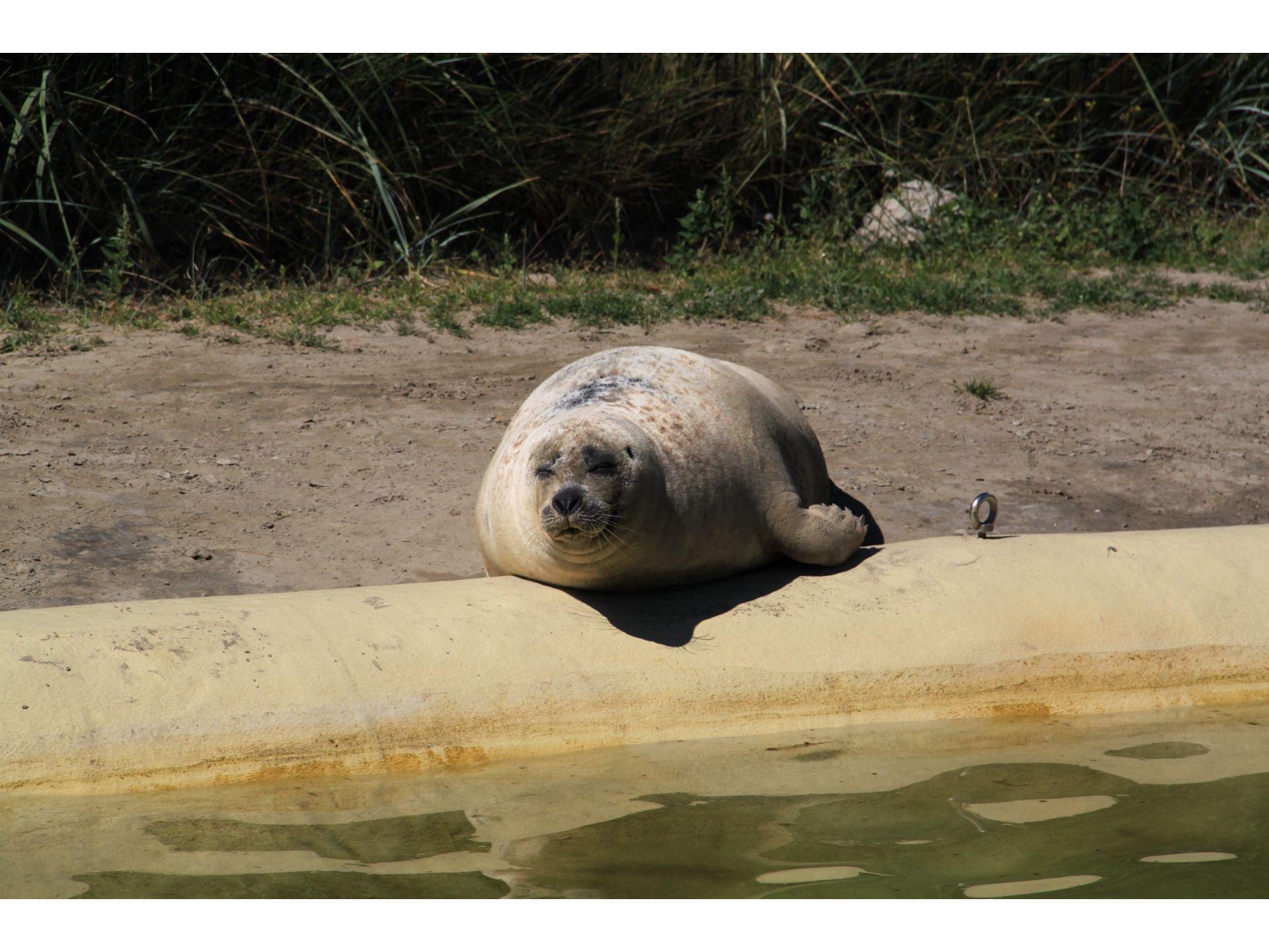 Die Bewohner der Seehunds