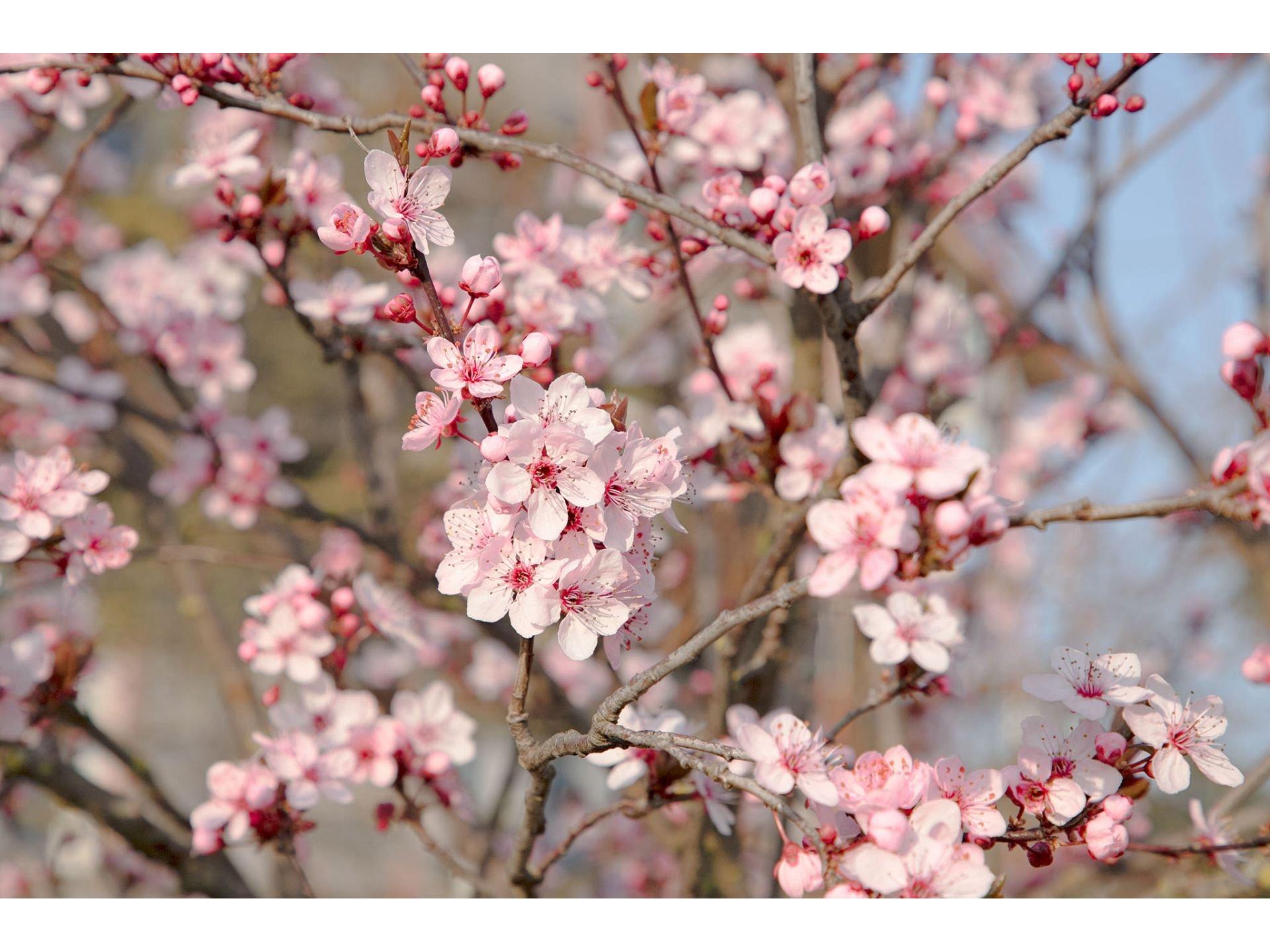 Marillenblüte Wachau