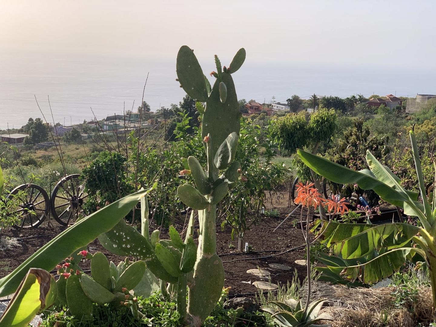 FerienHausLaPalma  Los Piratas - Header